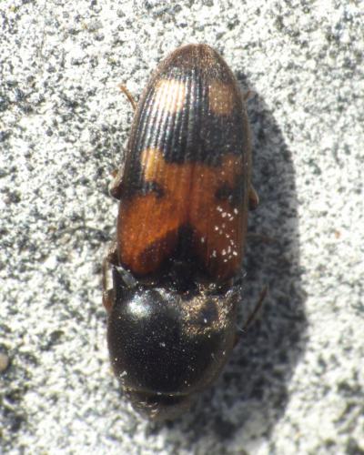 Réf. 280 549 : Drasterius bimaculatus